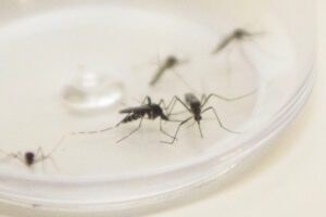 Mosquitos Aedes aegpypti, que transmitem a dengue, são vistos em laboratório