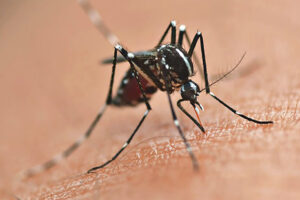 O mosquito Aedes aegpypti, em cima de pele humana