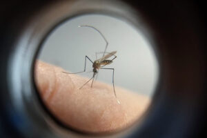Mosquito da dengue visto através de microscópio