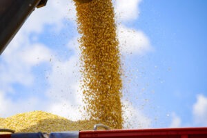 Sicredi lança relatório para projetar indicadores das safras de milho, soja e trigo