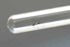 Mosquito Aedes aegypti preso dentro de um tubo de ensaio