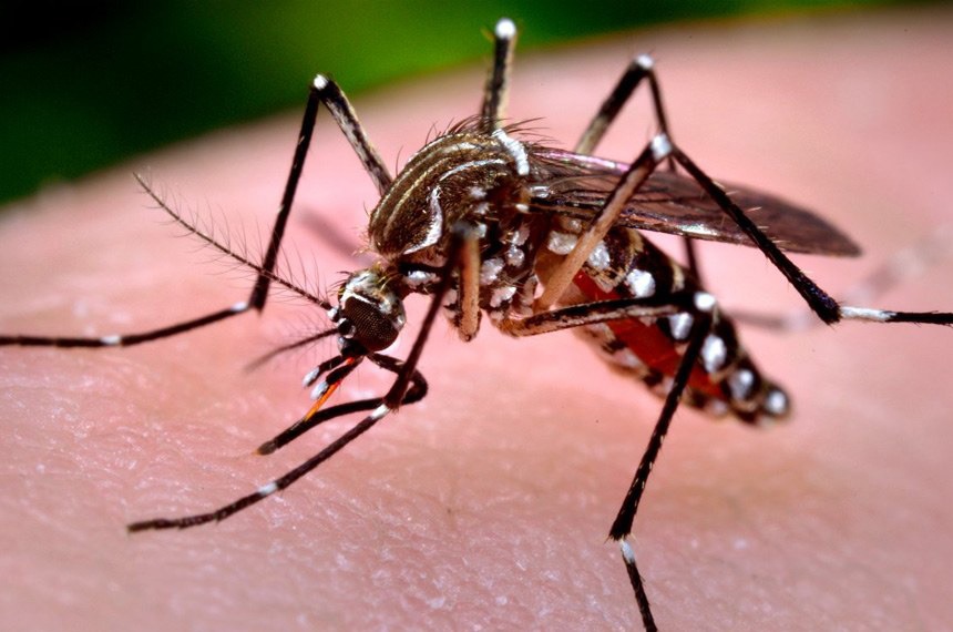 Mosquito da dengue pousado sob pele humana