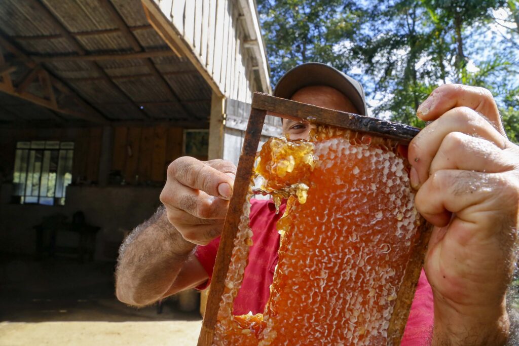 Apicultor mostra favo de mel