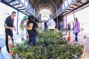 Funcionários distribuem mudas de árvore