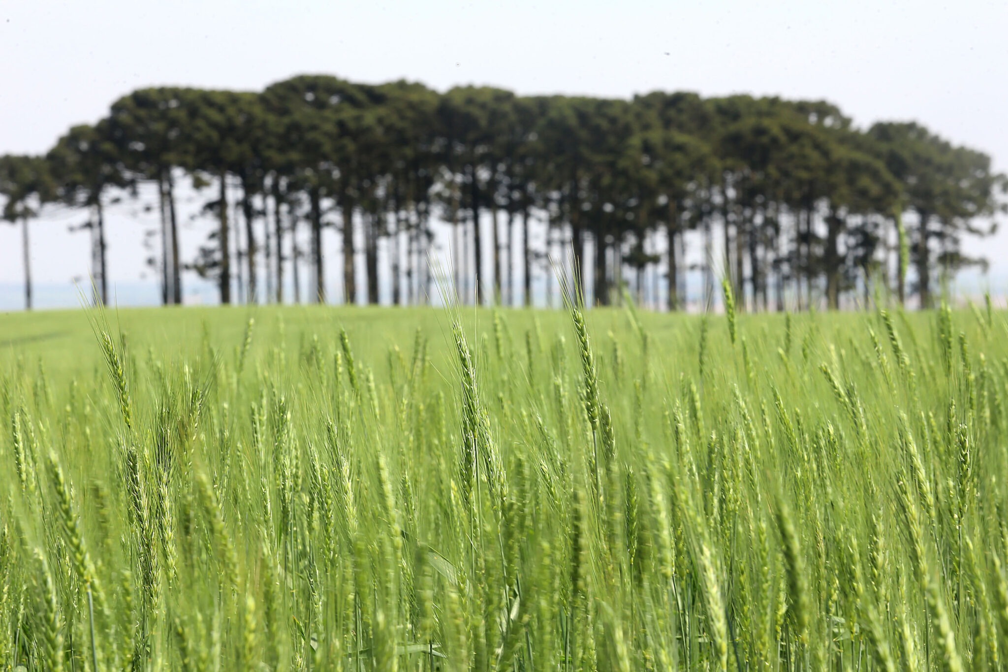 Cevada em primeiro plano, araucárias ao fundo