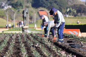 Funcionários fazem o plantio de flores no canteiro central do Jardim Botânico