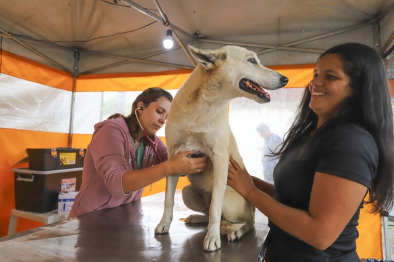 Cachorro é examinado por 2 profissionais