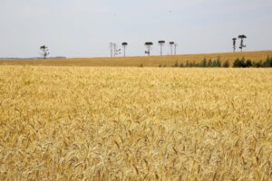 Campo de trigo com árvores esparsas ao fundo