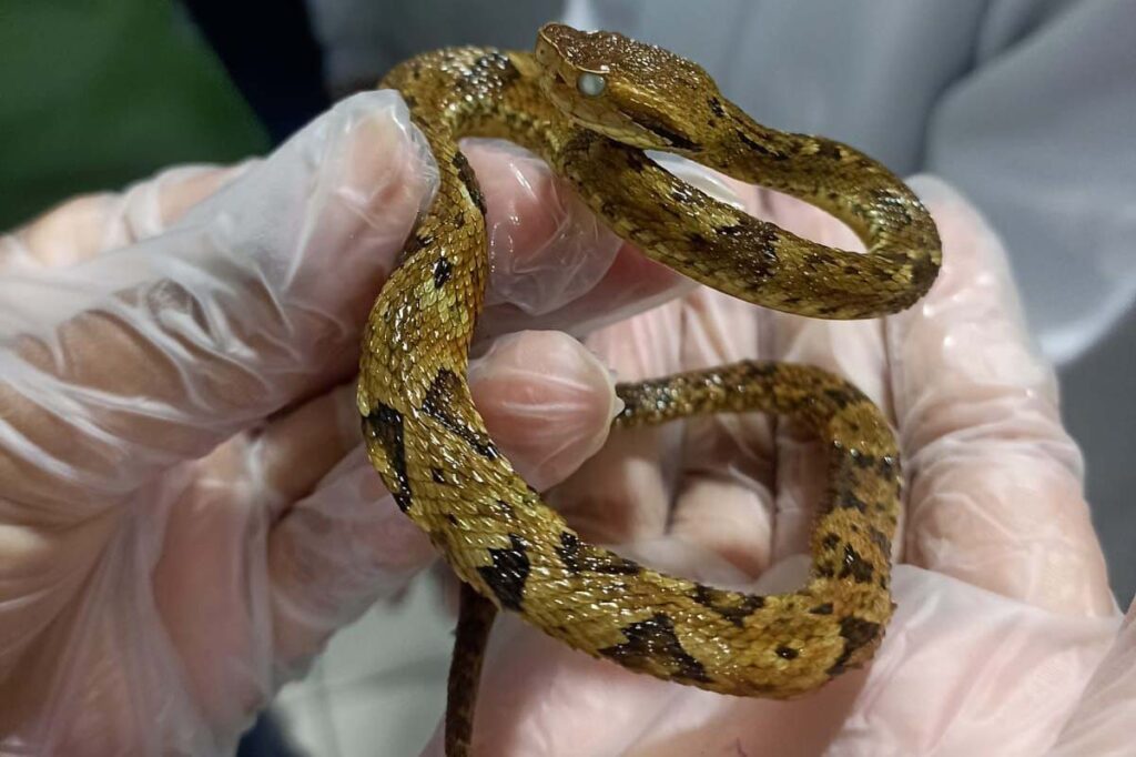 Pequena serpente é segurada por mão humana