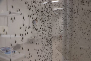 Incontáveis mosquitos sob tela transparente