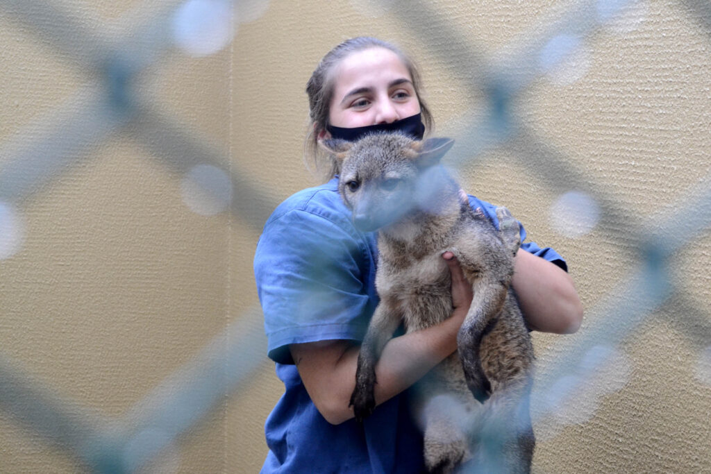 Pessoa de máscara de pano carrega animal silvestre que parece um tipo de canídeo