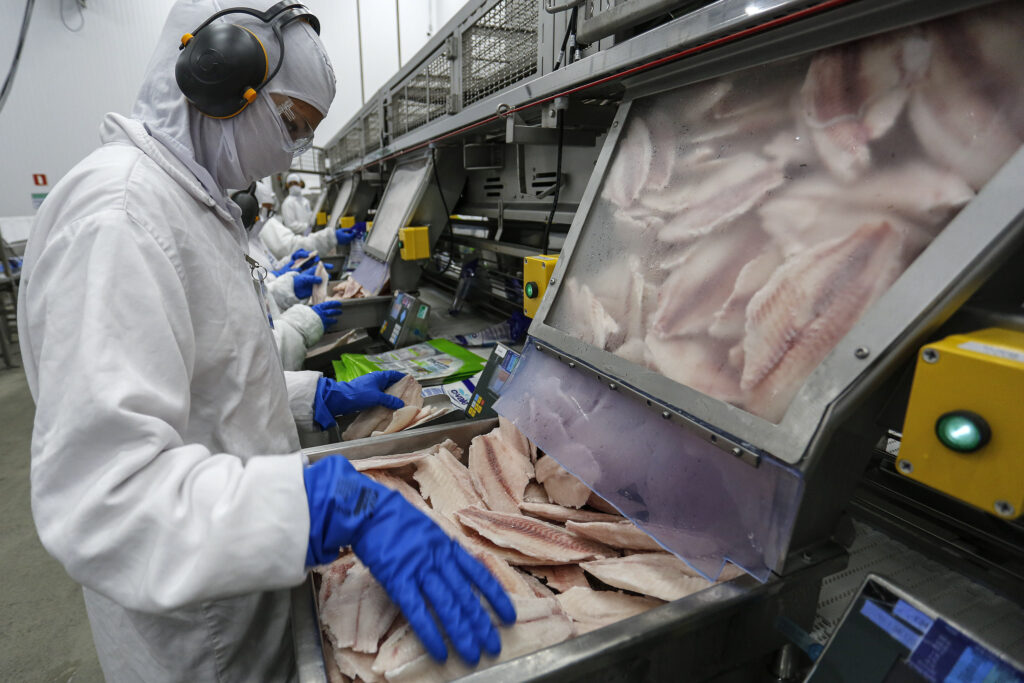 Funcionário vestindo uniforme sanitário, máscara e protetor de ouvido manipula filés de peixe