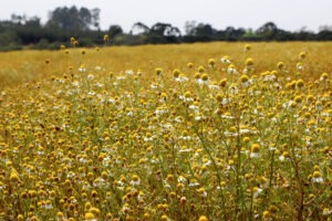 Campo de flores amarelas e brancas