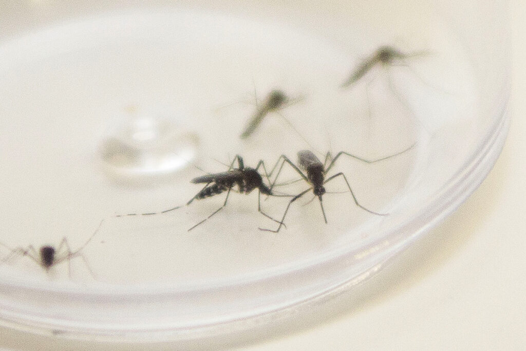 Mosquitos em disco de vidro de laboratório