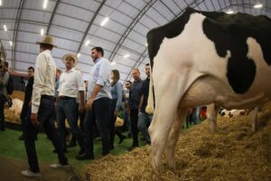 Em primeiro plano, traseira de vaca apontada para a esquerda. Ao fundo, ocupando o lado esquerdo da foto, comitiva de pessoas vestindo camisas sociais brancas.