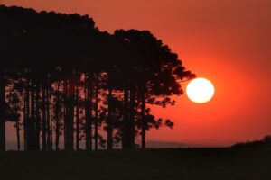 Sol baixo ilumina silhuetas de araucárias. O céu está alaranjado