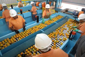 Trabalhadores manipulam laranjas em linha de produção