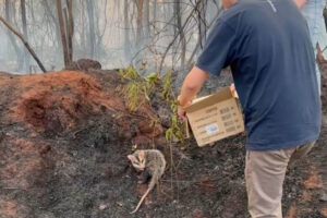 Gambá é encurralado por pessoa segurando caixa de papelão