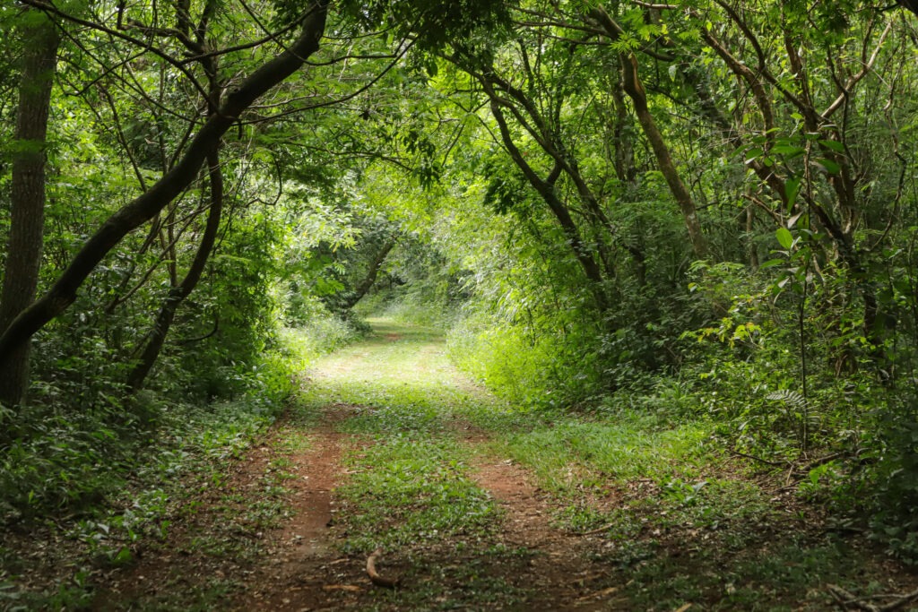 Uma trilha passa entre árvores que formam um corredor verde inclusive conectando galhos pelo alto