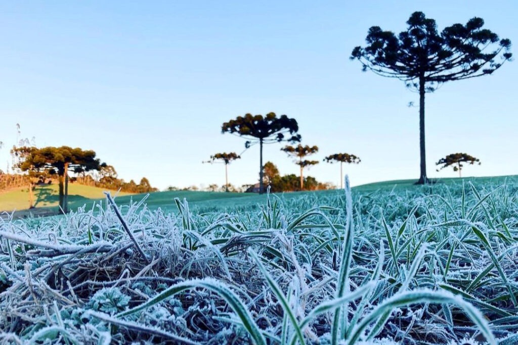 Geada em um campo, ao fundo três araucárias