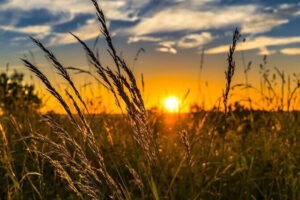 Em primeiro plano trigo, ao fundo o Sol próximo do horizonte