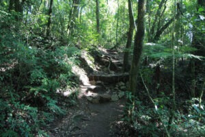 Trilha em meio de Mata Atlântica. Alguns degraus de pedra estão no meio da trilha.