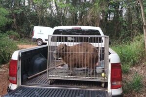 Capivara dentro de jaula em cima de caçamba de caminhonete