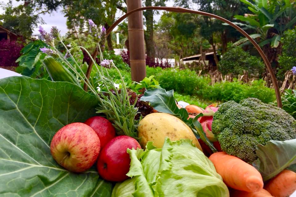 Alimentos e frutas sob folha vegetal grande