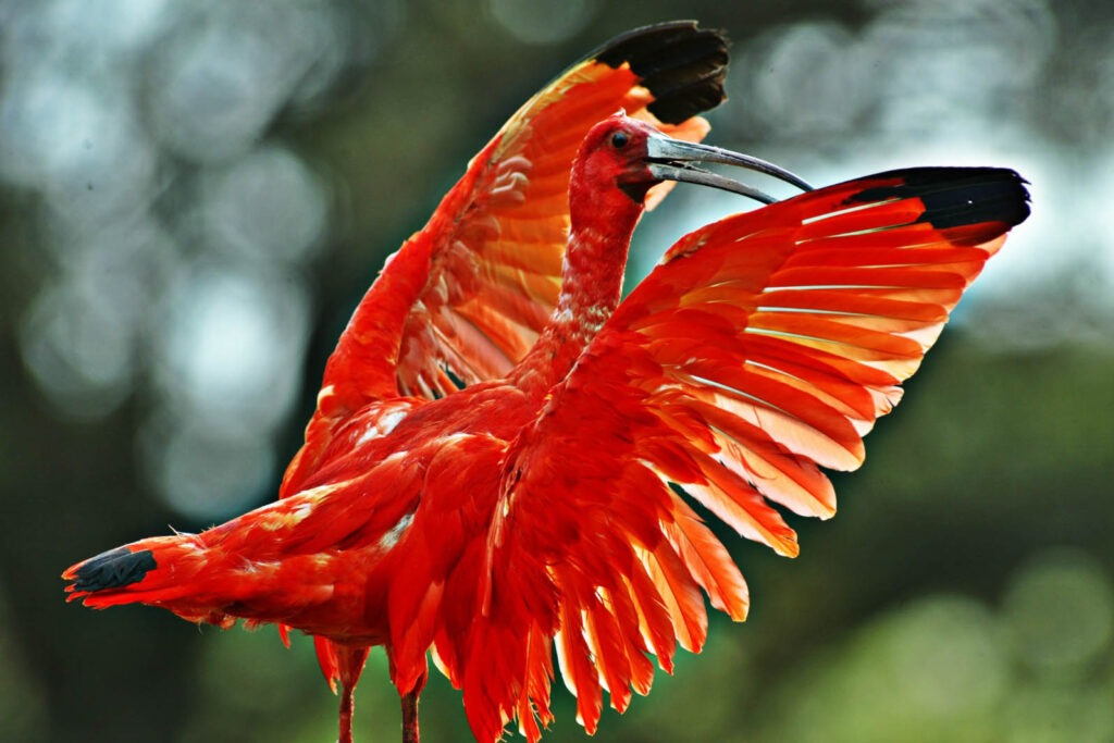 A ave na imagem é o guará (Eudocimus ruber), uma espécie de pássaro de cor vibrante, com plumagem predominantemente vermelha. Suas asas abertas revelam penas largas, de tons intensos de vermelho com bordas pretas nas extremidades das asas. O bico é longo, fino e curvado para baixo, adaptado para sua alimentação em áreas pantanosas. O guará tem um corpo esguio e patas longas e finas, o que facilita sua movimentação em terrenos lamacentos. O fundo da imagem está desfocado, destacando ainda mais a impressionante cor e postura da ave.