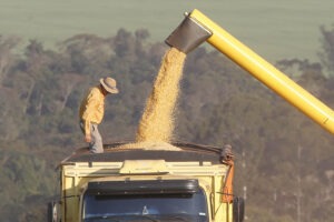 Preço recebido por produtores de milho sobe 26% em outubro