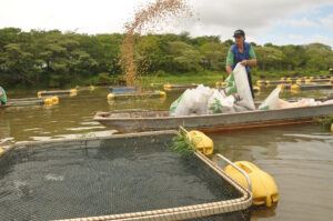 A imagem mostra um trabalhador em uma pequena embarcação sobre um corpo d'água, alimentando peixes em tanques-rede flutuantes. Ele está despejando ração, que é vista espalhando-se no ar, sobre os tanques na superfície da água. Ao redor do barco, há diversos sacos de ração. A área ao fundo é cercada por vegetação densa, sugerindo um ambiente natural de lagoa ou rio. Boias amarelas flutuam na água, demarcando os tanques de criação, uma técnica típica da aquicultura para a criação de peixes. Essa imagem retrata um cenário de produção de peixes em cativeiro, com foco na alimentação e manejo dos animais, parte crucial do processo de aquicultura.