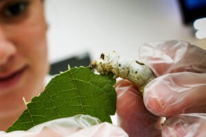 Em primeiro plano, uma larva de seda come uma folha verde. Em segundo plano, desfocada, uma pessoa observa a larva.