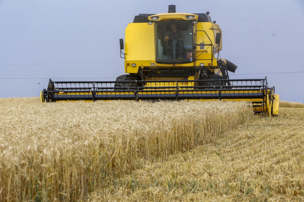 Colheitadera passa por plantação de trigo