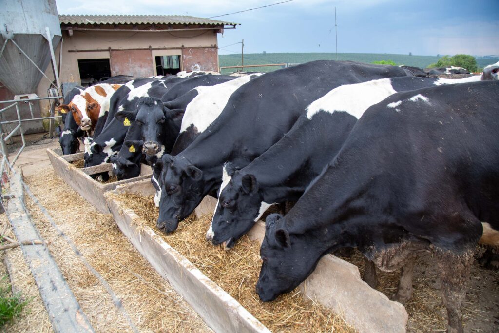 Vacas enfileiradas se alimentam de silagem