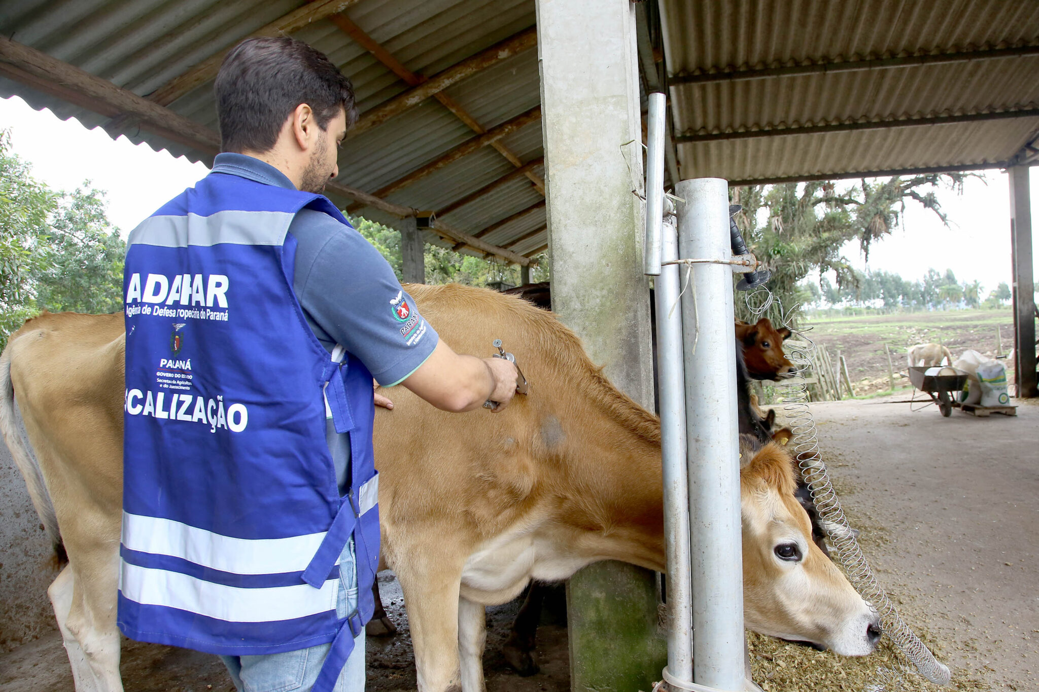 Profissional de saúde animal vestindo colete azul enquanto aplica vacina em gado