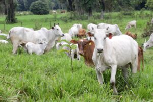 A imagem mostra um grupo de vacas e bezerros pastando em uma área verde e ampla, com grama alta e densa. No centro da cena, há uma vaca branca de porte médio olhando diretamente para a câmera, destacando-se com uma expressão serena e curiosa. Ao redor dela, outras vacas, a maioria também de pelagem branca, se dispersam pelo campo, com algumas posicionadas ao fundo. Entre os animais, aparece uma vaca marrom, que se diferencia pelo contraste com o branco predominante no grupo. A paisagem ao redor é preenchida por vegetação nativa, árvores altas e a silhueta de uma cerca ao fundo, delimitando o espaço. É um ambiente natural e tranquilo, que ilustra a criação de gado em uma área rural, sob um céu provavelmente nublado, considerando a luz suave e difusa da imagem.