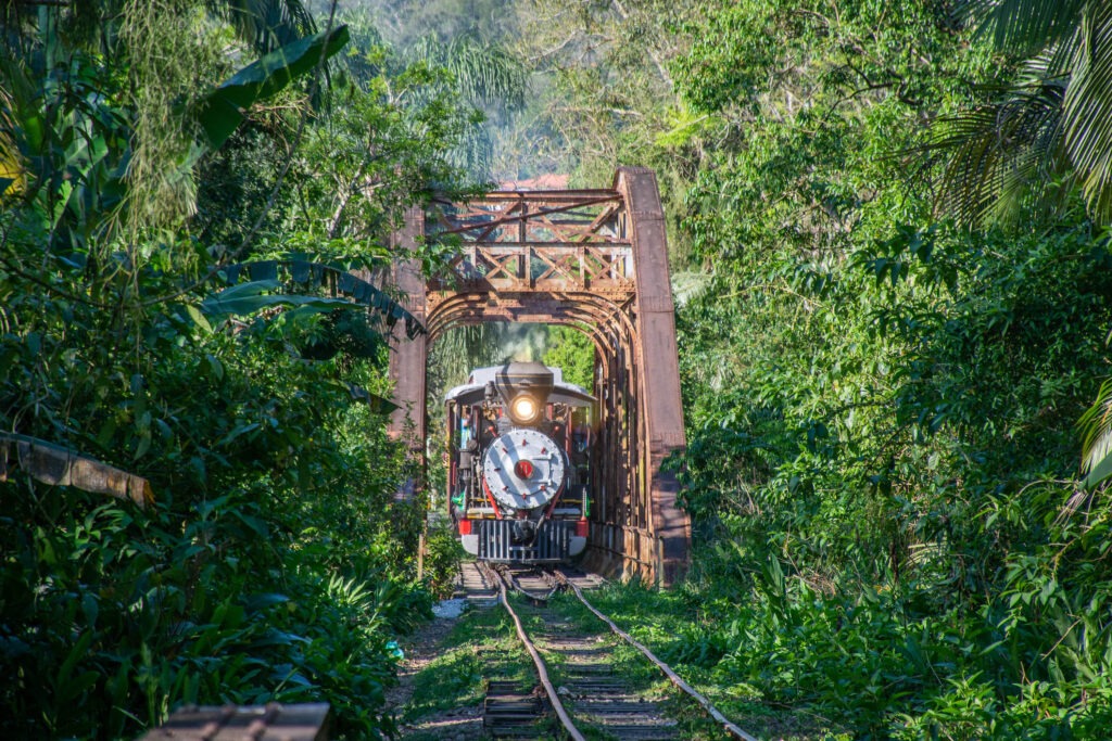 Trem atravessa ponte de metal em meio a floresta densa.