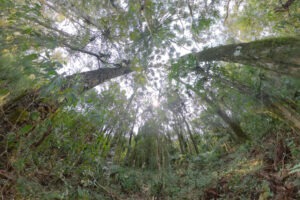 A imagem mostra uma vista de dentro de uma floresta densa, com árvores altas que formam um dossel fechado. O ângulo da foto aponta para cima, capturando a luz do sol filtrando-se através das folhas e criando um efeito luminoso suave.