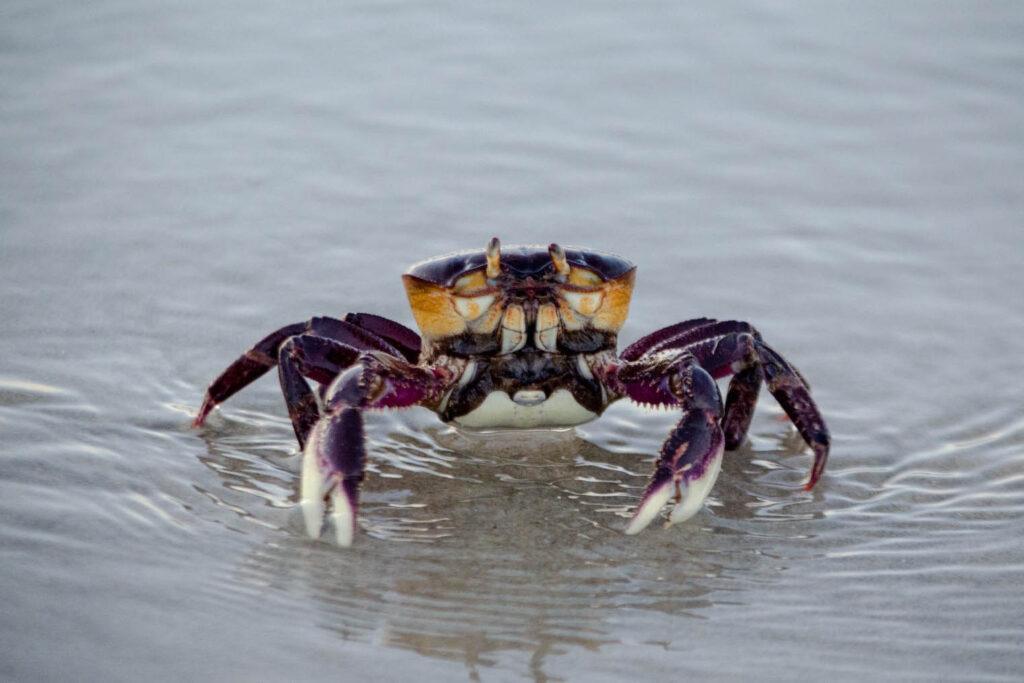 Carangueijo em faixa de areia. Esse carangueijo tem cores roxas e amarelas.