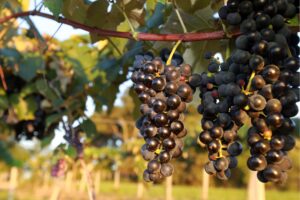 Em primeiro plano, cacho de uvas. Ao fundo, uma cerca e árvores.