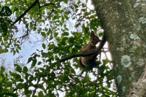 A imagem mostra um filhote de onça-parda sobre um galho de árvore, cercado por uma densa folhagem verde. O animal, de pelagem marrom clara, está olhando para baixo, com as patas apoiadas no galho. O céu aparece ao fundo, entre as folhas, com tonalidades claras. O tronco da árvore ocupa parte da lateral direita da imagem, com textura rugosa e marcas de líquens. A cena transmite a impressão de estar em uma área de mata fechada.