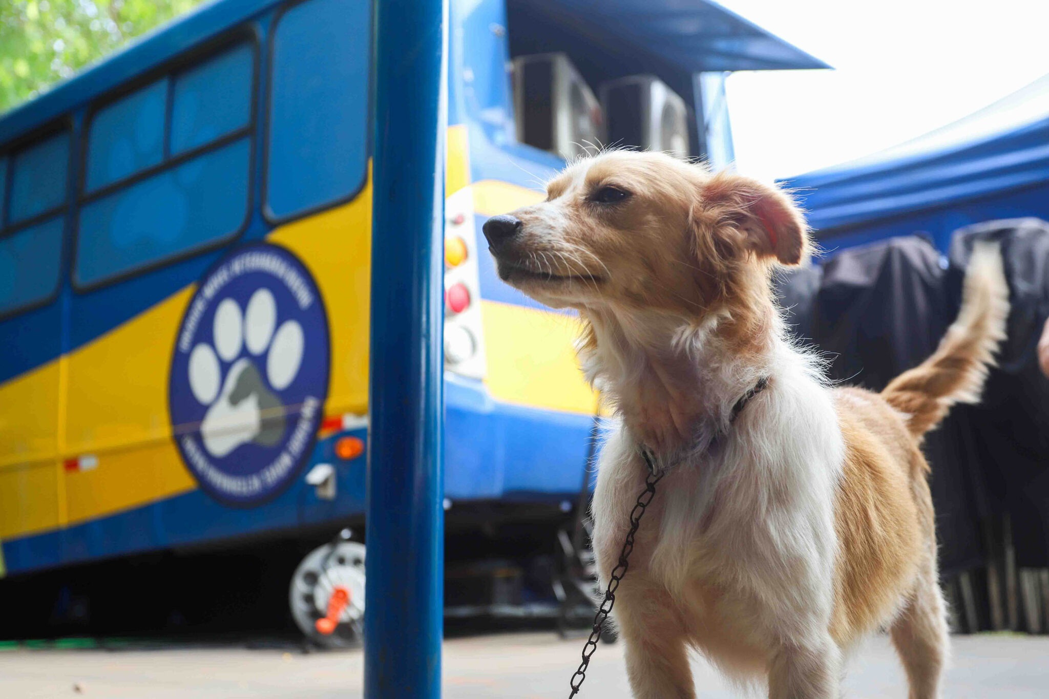 Em primeiro plano, um cachorro de porte pequeno olha para a esquerda. Ele tem cor dourada e pelo longo. Ao fundo, em desfoque, um caminhão das cores azul e amarelo com um símbolo de pata de cachorro.