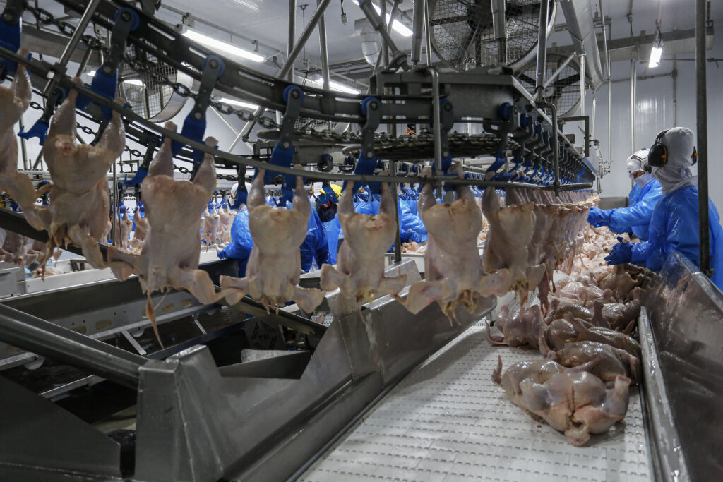 A imagem mostra o interior de uma unidade de processamento de aves, destacando a linha de produção automatizada. Frangos inteiros estão suspensos em ganchos de metal, movendo-se ao longo de um sistema de esteiras e trilhos. Ao fundo, trabalhadores usando equipamentos de proteção, como toucas, máscaras, protetores auriculares e aventais azuis, realizam atividades manuais para inspecionar e manipular os produtos.