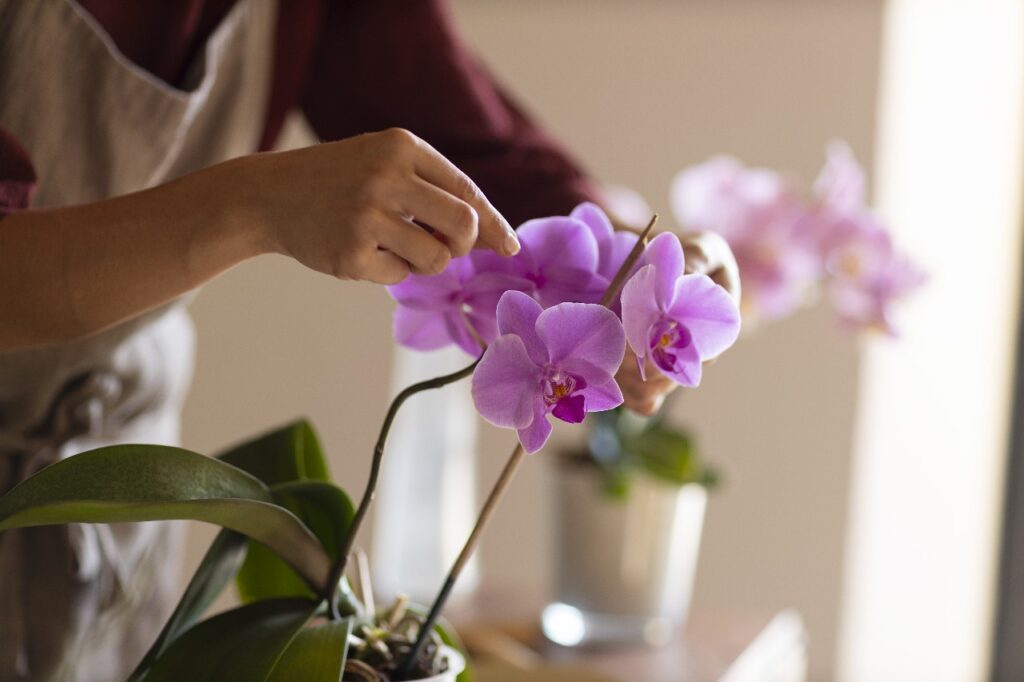 Orquídeas são uma das atrações da Feira Pets, Flores e Plantas.