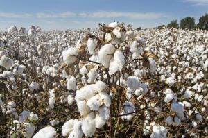 Algodão pode ser alternativa lucrativa e resistente ao clima mais seco