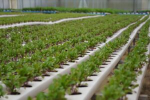 Feira Sabores do Paraná 2025 terá seção de hortifruticultura