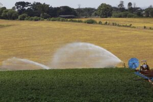 Com milho e batata, produtores paranaenses iniciam plantio da safra de verão