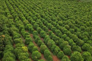 Pés de Café da Serra de Apucarana, ainda verdes