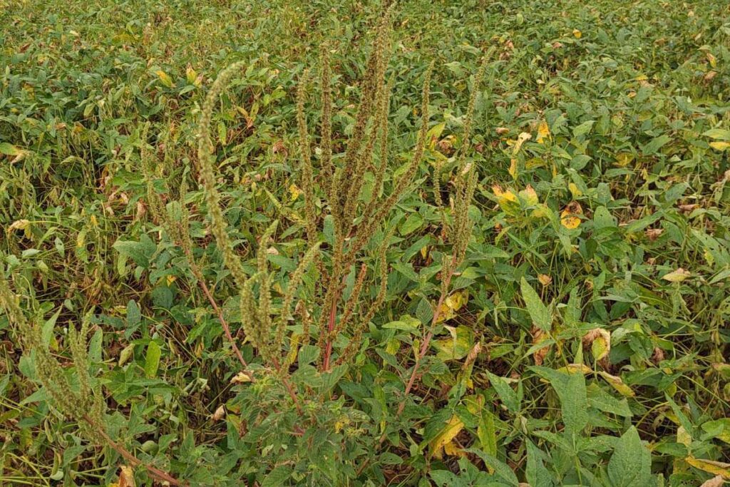 O O Caruru-Gigante, espécie exótica que é considerada como praga para as lavouras