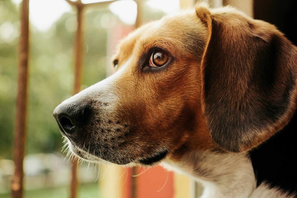 Cachorro olha por janela em direção ao horizonte